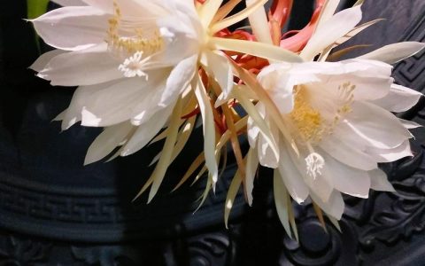 昙花：月下美人的夜间绽放之谜