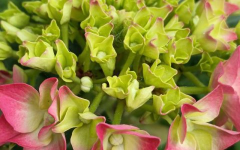 绣球花什么时候开花？掌握花期规律与促花养护全指南
