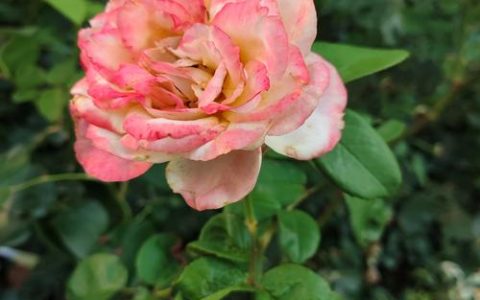 月季一年四季都开花吗？品种选择与四季养护全攻略