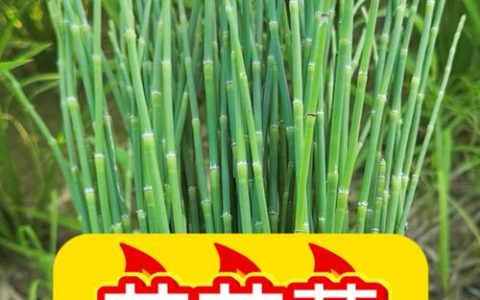 节节草价格多少钱一斤？产地、规格与季节影响报价详情