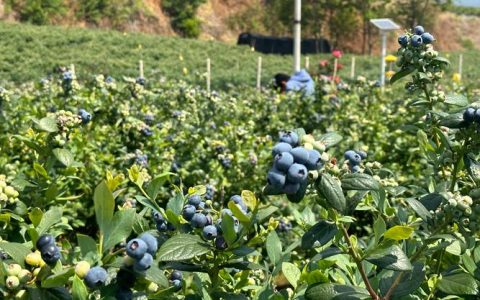 云南蓝莓种植基地分布与高海拔品种栽培全指南