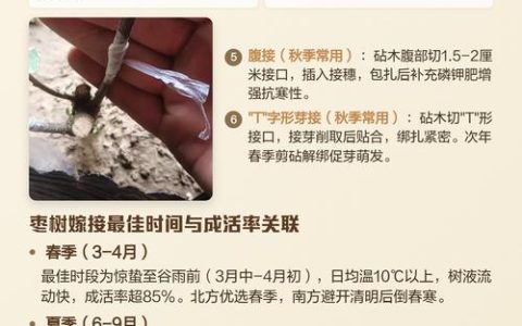 枣树嫁接最佳时间及嫁接方法详解 - 2026年最新技术指南