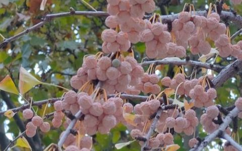 银杏果（白果）能吃吗？毒性、功效与食用安全指南