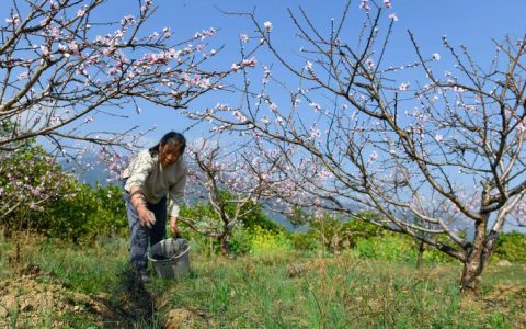 桃树第一年栽种施肥全攻略：定植后如何科学施肥促生长
