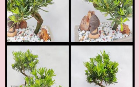 罗汉松家庭养殖全攻略：浇水施肥修剪换盆指南