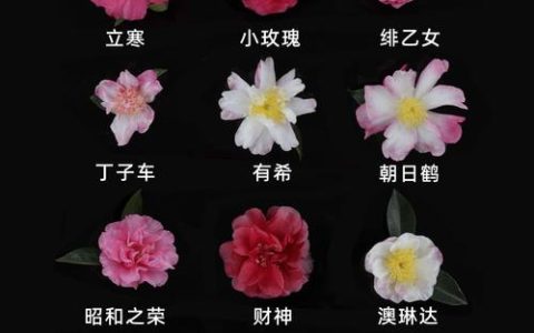 茶花最好三个品种对比：十八学士、赤丹与紫袍的全面解析