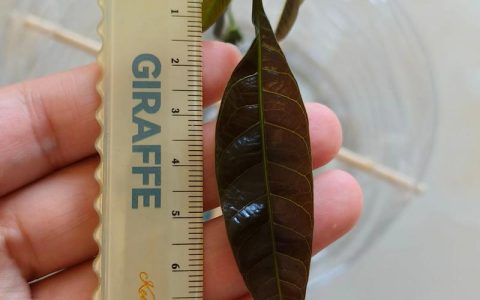 芒果子怎么种植发芽？家庭育苗全流程指南