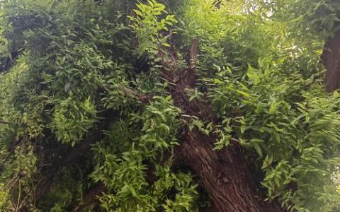 枣疯病防治全攻略：枣树疯病还有救吗？
