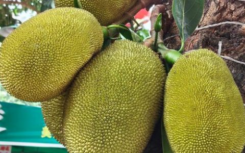 菠萝蜜品种对比：泰国金枕头与海南燕窝谁才是目前最好的选择？