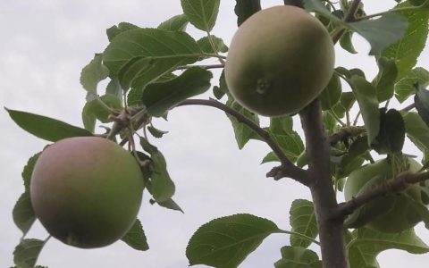 苹果什么时候套袋？最佳时间与操作全攻略 (2026年最新指南)