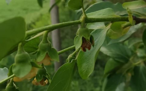柿子树几年开花结果？嫁接苗与实生苗结果年限对比及种植全攻略