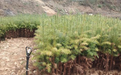 杉树价格多少钱一立方？规格、产地、采购量影响报价