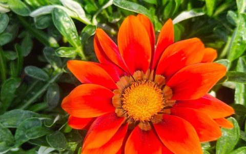庭院花卉种植指南：3类易活且美观的庭院花卉推荐
