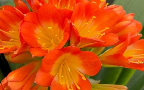 君子兰不开花怎么办？4步排查与促花方案