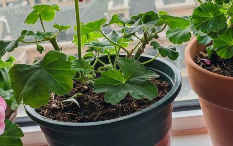 天竺葵为什么不推荐养？5种好养绿植推荐，新手也能养爆盆