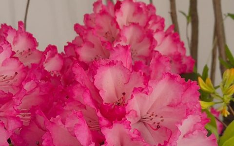 杜鹃花品种大比拼：西洋鹃、毛鹃、夏鹃、东鹃的区别与选择指南