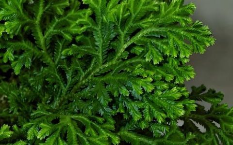 卷柏是蕨类植物吗？揭秘它的真身与复苏绝技