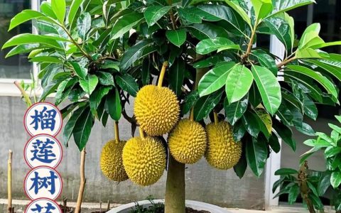 榴莲树苗种植全指南：从选址到成活的关键技术