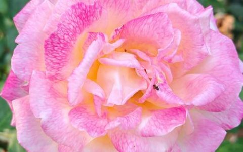 月季花期最长的花排名：盘点十大“勤花”品种与养护技巧