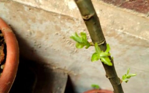杨梅能扦插繁殖吗？家庭繁殖全攻略