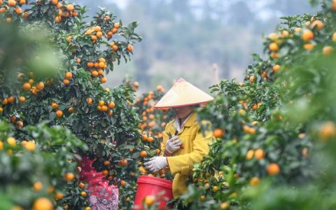 沙糖桔产地在哪里？揭秘广西平乐的“甜蜜密码”