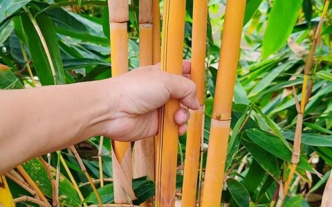 竹子的种类有哪些？常见竹类品种大全与养护指南