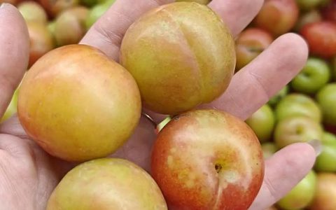早熟李子品种全解析：蜂糖李、安格诺、五月红如何选？