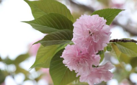 樱花图片大全大图：常见品种形态与观赏指南