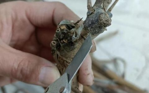 枣树不结果怎么办？促花促果全攻略