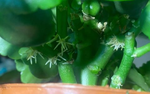 长寿花扦插繁殖视频教程：7天生根的黄金操作指南