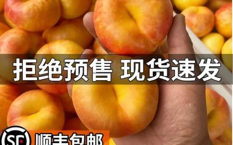 紫霞油蟠桃品种详解：深紫色果皮的晚熟油蟠桃