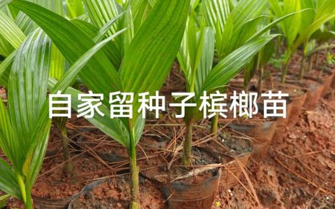 槟榔树苗价格多少钱一颗？规格、产地、采购量影响报价