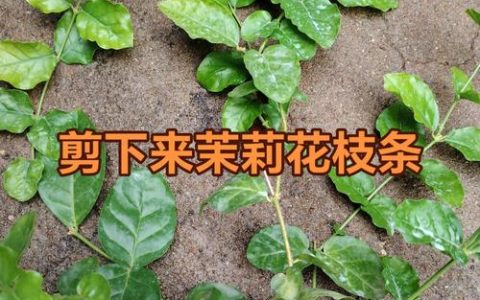 茉莉花扦插繁殖全指南：时间、基质与成活率提升技巧