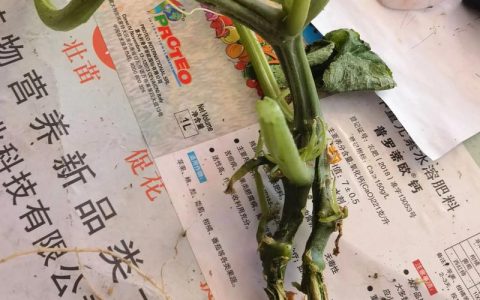 黄瓜根腐病最有效的防治措施与治疗指南