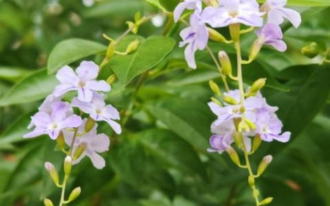 假连翘俗称叫什么？全面解析金露花的形态特征与养护指南