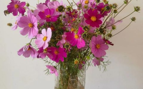 格桑花与秋英花的区别：波斯菊与波斯菊的区分指南