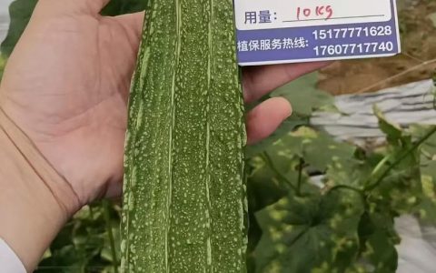 种丝瓜用什么肥料最好？家庭种植全攻略