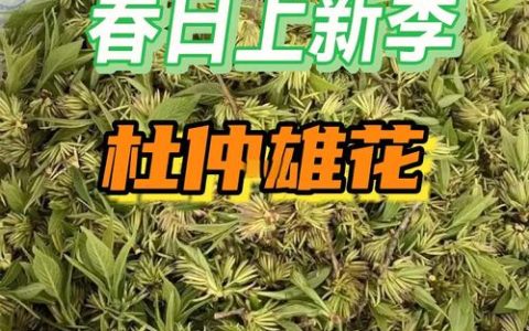 杜仲雄花：被低估的养生佳品，功效与食用禁忌全解析