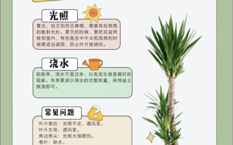 龙血树家庭养殖全攻略：浇水、光照与修剪要点