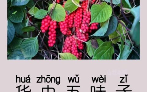 五味子：药食同源的两面性，功效与食用禁忌全解析