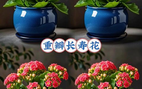 长寿花几天一浇水？家庭科学养护全攻略