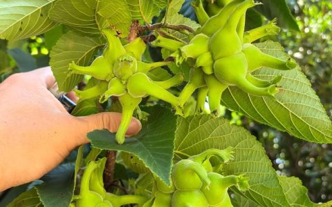 榛子树：俗称“平榛”的落叶灌木或小乔木