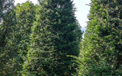 南方红豆杉：药用价值、种植指南与安全须知