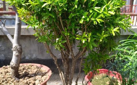 黄杨绿篱种植与养护技术标准