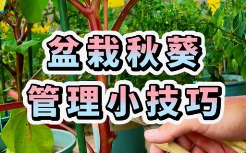 秋葵移栽后怎样管理（从定植到成活的全套实操指南）