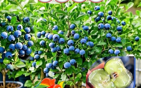 蓝莓树怎么养？家庭盆栽蓝莓的6大养护要点