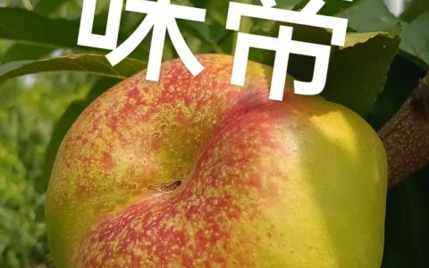 味帝油蟠桃品种介绍