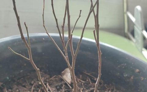 蓝莓多久浇一次水？家庭盆栽与露地种植浇水频率与技巧