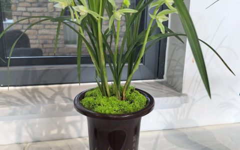兰花草是什么植物？深入解析春兰的形态特征与养护