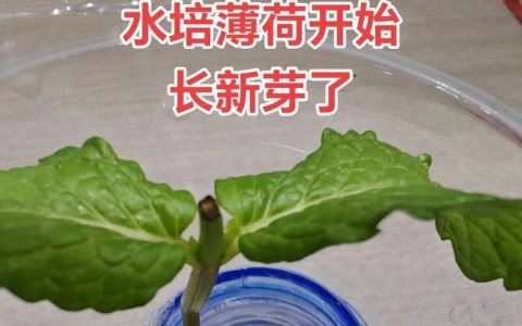 薄荷能水培吗？家庭薄荷水培养护全指南